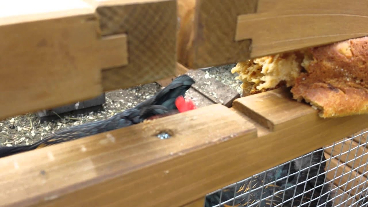 Chickens eating fruit loaf YouTube