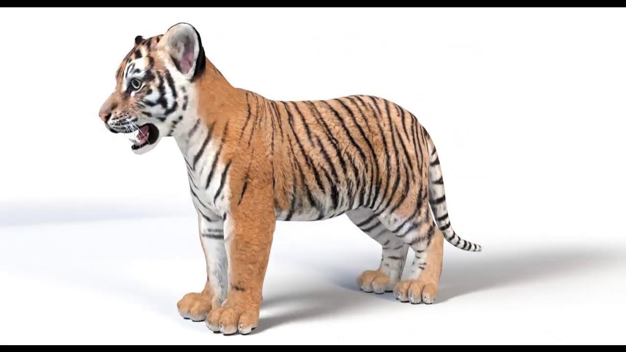 Realistic Tiger 3d Model