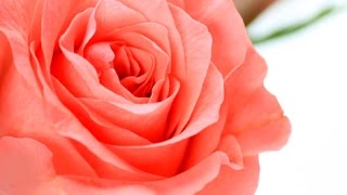 Lezioni di giardinaggio COMPO: coltivare le Rose!