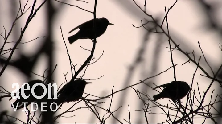 The Commoners: The manifest destiny of starlings