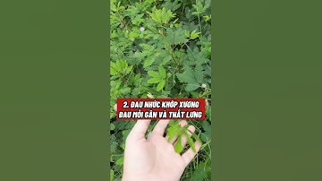 Cây thuốc - Công dụng cây trình nữ #shorts #thanhdongvlog