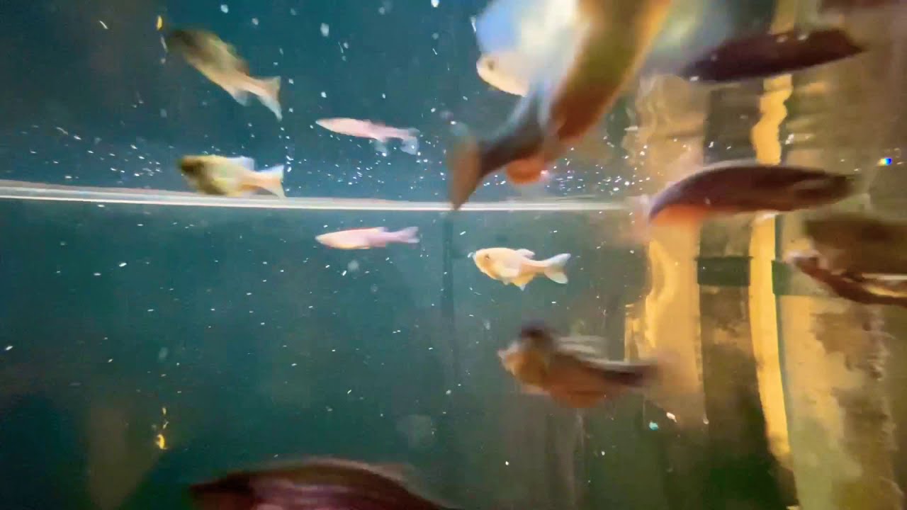 Pearl Danios (Danio albolineatus)