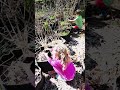 My helpers enjoyed getting their hands dirty as we prepared the garden today! #garden #gardening