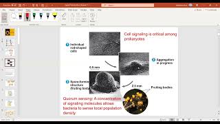 Biol 102 Unit 2- Cell Communication (Signal Transduction)
