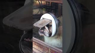 #ffpy #rire #français #shorts