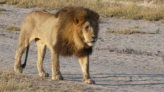 The huge lion Sekoti and Chitabe! Males NG34