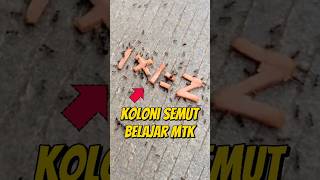 KOLONI SEMUT BELAJAR MATEMATIKA #eksperimen #kolonisemut #semuthitam #semutkecil #hewanlucu