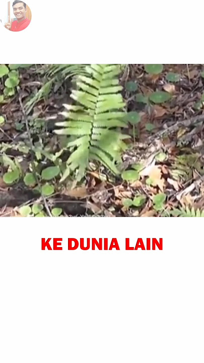 Strange Leaves Moving By Themselves