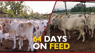 SUCCESSFUL CATTLE FEEDING: 64 DAYS ON FEED