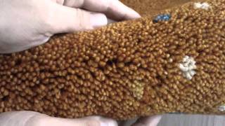 伝統手織りマット　ギャベ　なかね家具