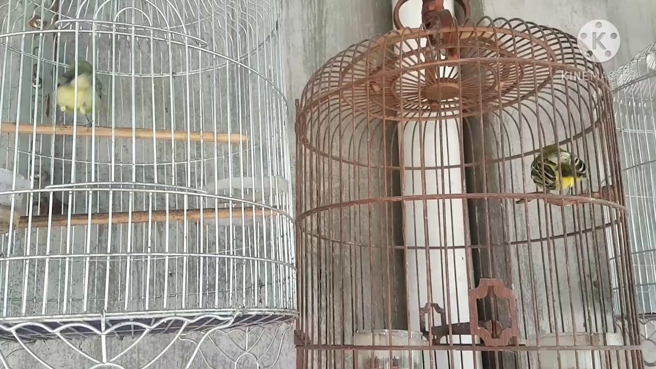 Huýt cô mái hót đấu kích trống bổi mau hót