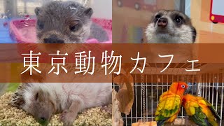 【天気関係なし!】〇〇がいる動物カフェ6選/東京
