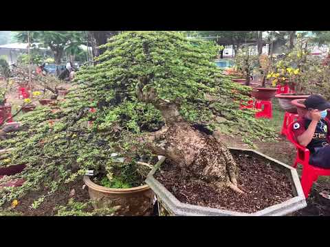Video Cận cảnh cây Mai cổ giá 2.5 tỷ khu Phú Mỹ Hưng ( hội... - youtube