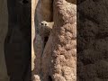Meerkat babies at Cheyenne Mountain Zoo Colorado Springs
