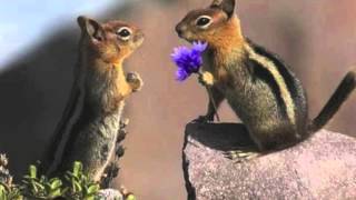 Skinny Love Chipmunk Valentine