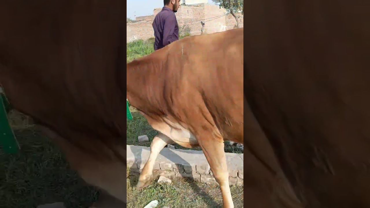 #jerseycows