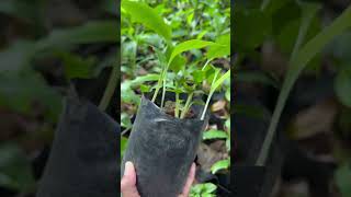 កូនក្រវាញ #easygrow #farming #easygrowkh