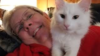 Gus, my Turkish Angora lover! by caseyblues 473 views 2 years ago 1 minute, 5 seconds