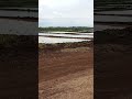 Rice fields preparation #paddy #basmatirice