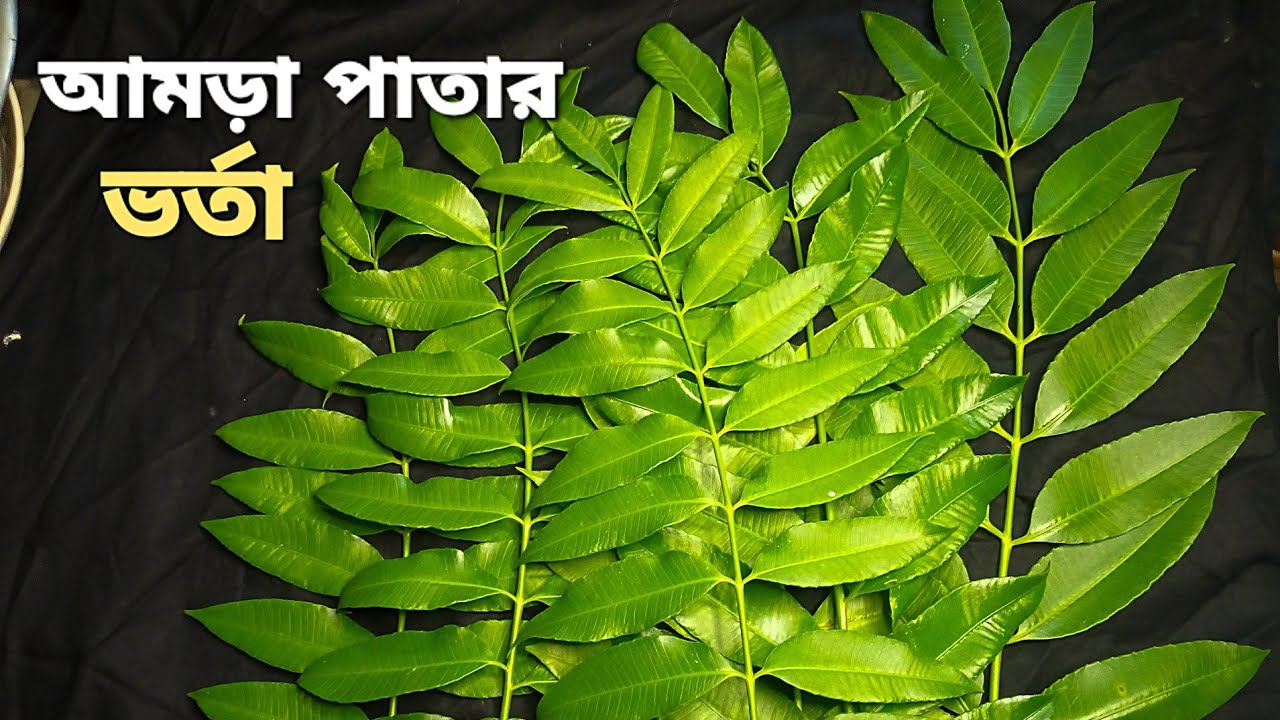 নিউ আমড়া পাতার টক রেসিপি || Aamra Patar Vorta Recipe - YouTube