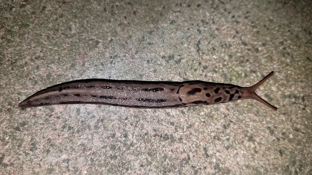 räuberische erpressung schema Der Tigerschnegel