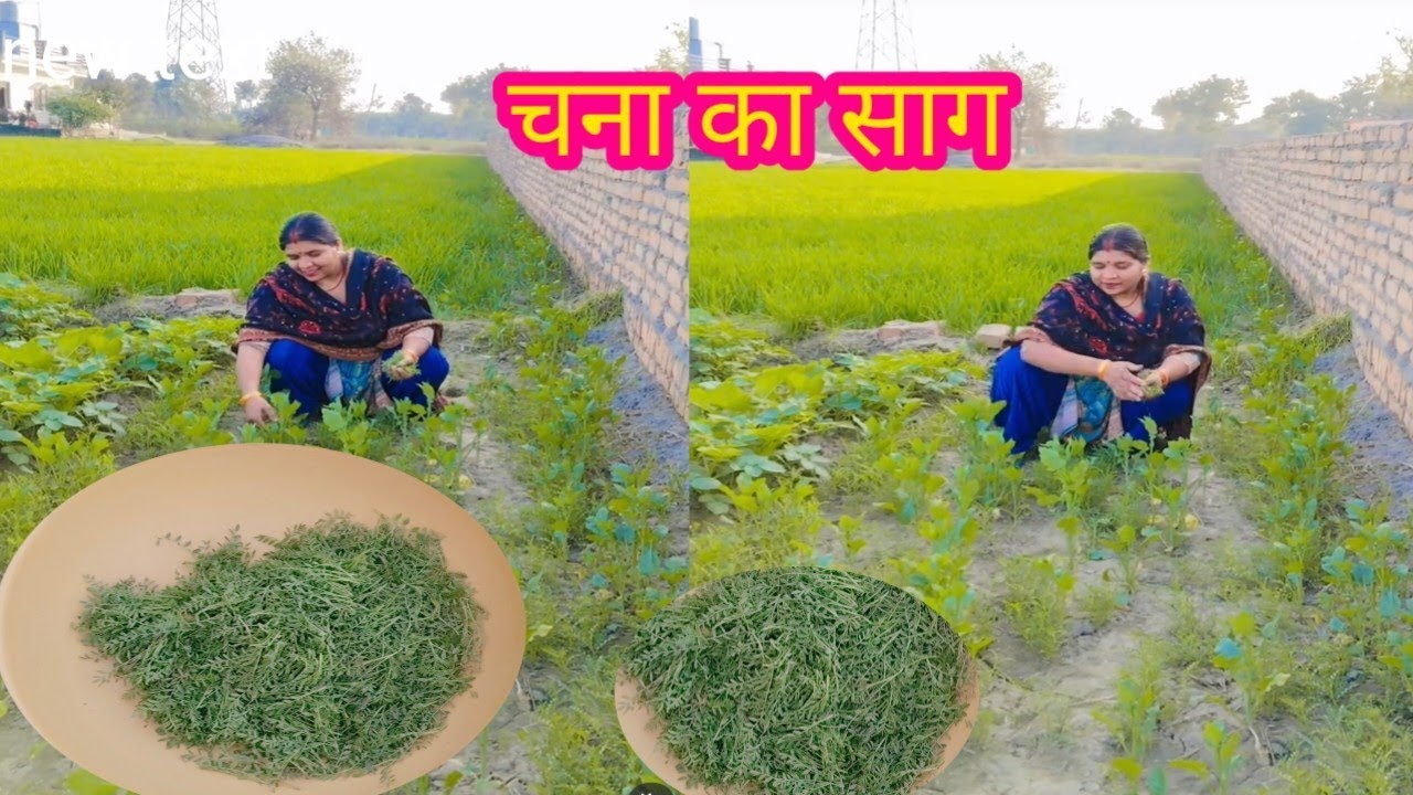 आ गई खुशियों की बहार मायके आते ही पहुंच गए खेत में चना का साग 🌺 खिचड़ी का त्यौहार