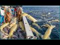 Norway’s Unbelievable Fishing Scale — 6,900 Tons of Seafood Caught in Just 24 Hours
