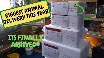 UNBOXING VIDEO My Biggest Animal Order This Year (Snake Island Exotics)
