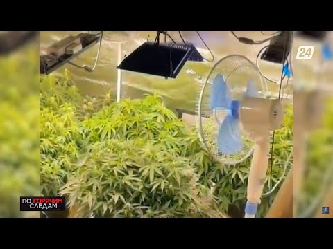 Выращивали на дому марихуану: до двух лет тюрьмы грозит наркоагрономам | По горячим следам