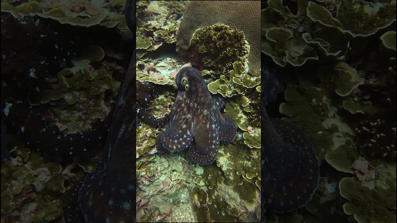 Octopus Mating