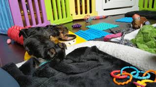 5 week old Morkie's play time (1)