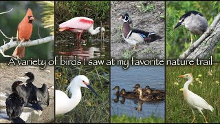 A Variety of Birds I saw at my favorite nature trail 🐦🦆🐥🦋🦤🦩🦢🌳