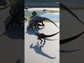 DINOSAURS | Jurassic World Evolution | #shorts