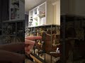 Speeltijd met de Pyrrhura’s