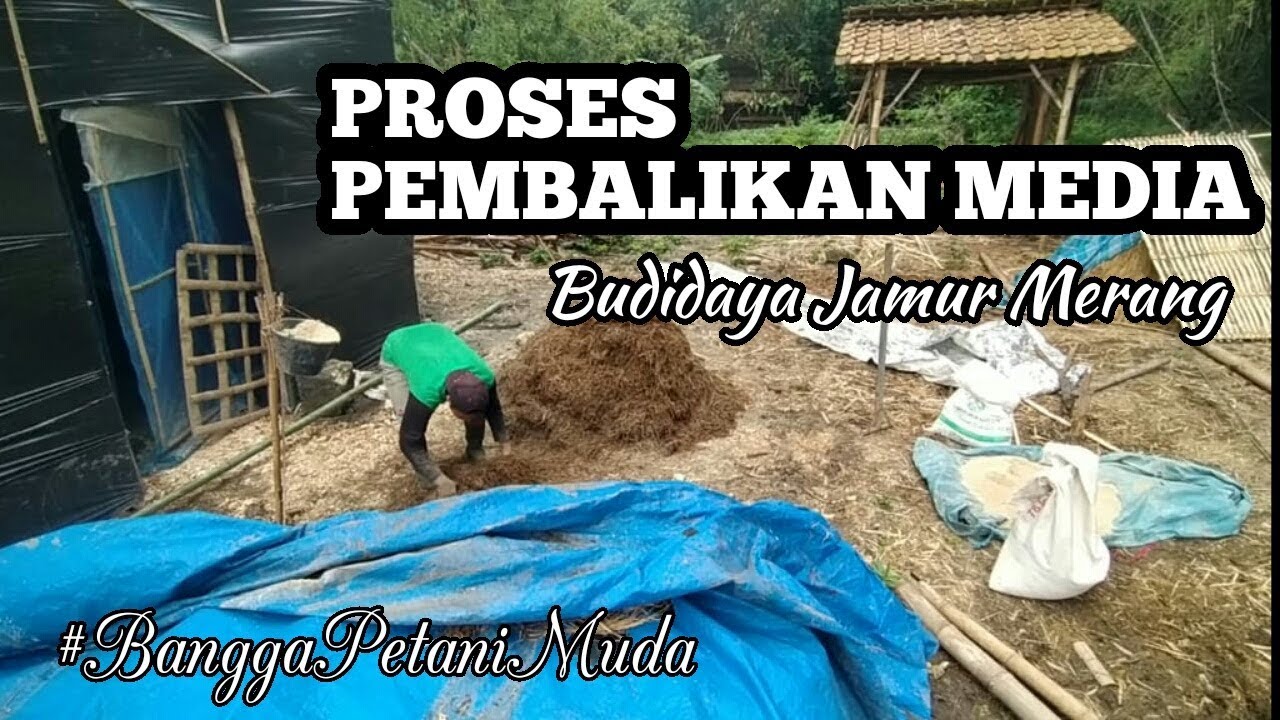 Budidaya Jamur Merang - Proses Pembalikan Media #Part1 