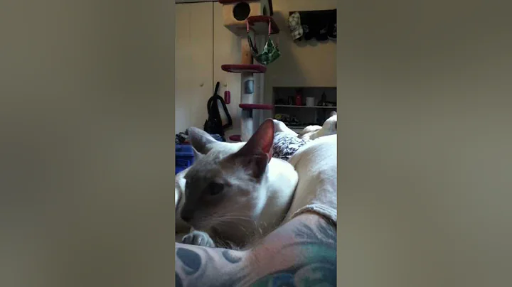 Watch the video about "Armpit Lover"My Lilac Siamese Has An Addiction...lol