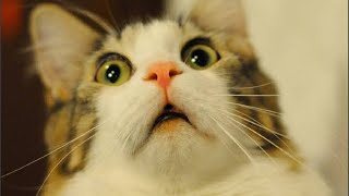 [🔴 LIVE ] Nunggu temen ngajak ngopi | Besok Puasa