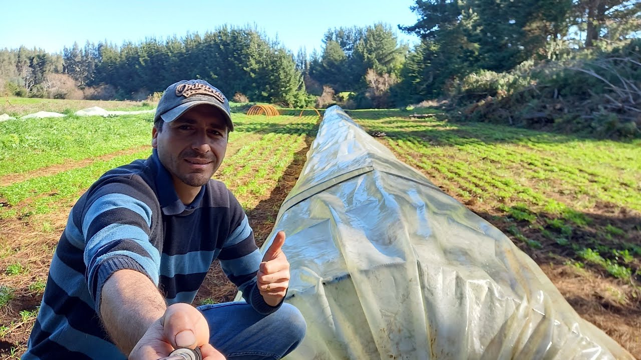 Como acelerar el cresimiento en mi cultivo