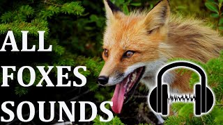 Celebrity 30+ FOX SOUNDS! What sound does a fox make? Net Worth