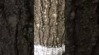 how to get rid of gypsy moths Fast and cheap in trees with crisco