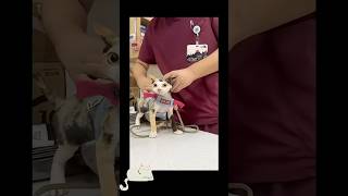 Cats at the Vet Be Like… 😂 #cats #funnycat #catvideo