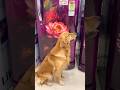 LG refrigerator and golden Retrivel funny for kids