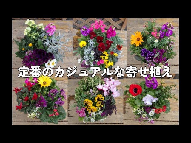 定番の1000円のカジュアルな寄せ植えを作ります オークションブースに
