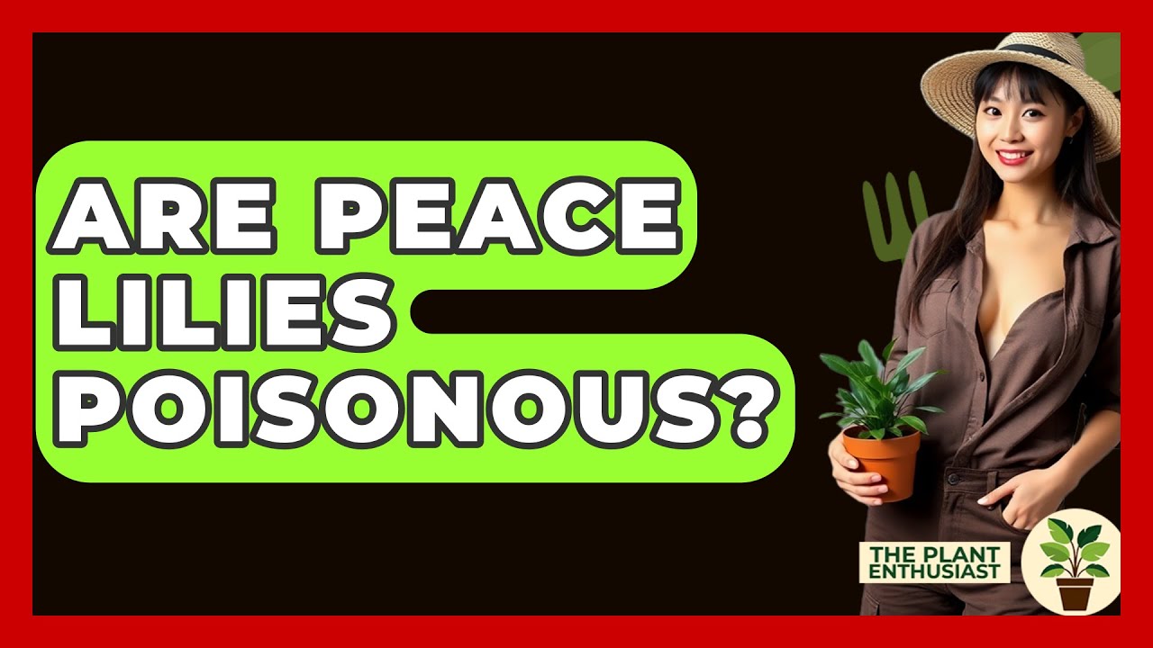 Are Peace Lilies Poisonous? - The Plant Enthusiast