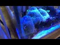 ハタゴイソギンチャク飼育50日〜〜