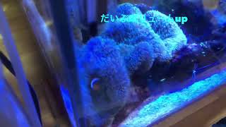 ハタゴイソギンチャク飼育50日〜〜