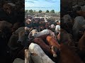POV: Your a country kid....