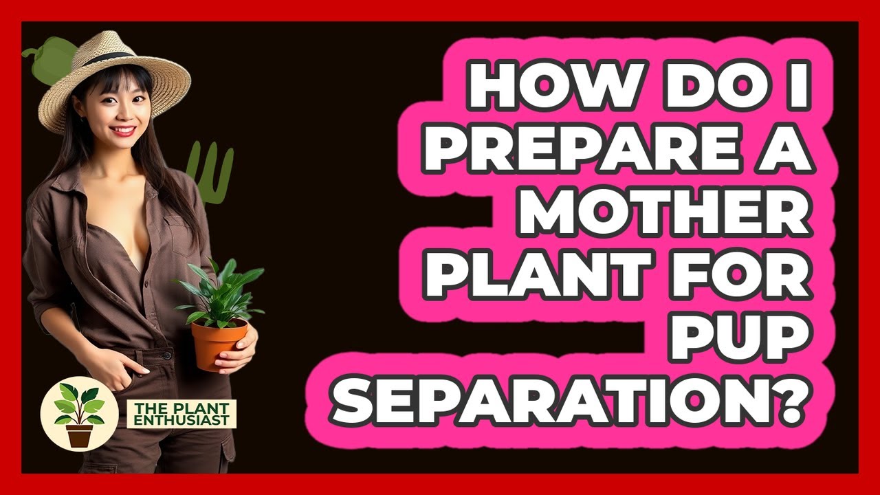 How Do I Prepare a Mother Plant for Pup Separation?