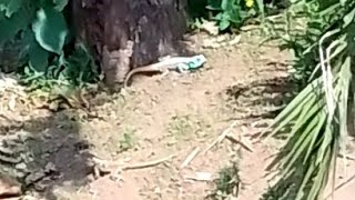 Battles & Life of Amaga Tree Lizards 🦎