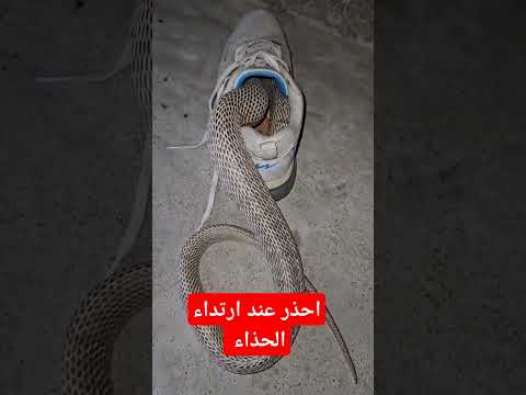 احذر ارتداء الحذاء وهوه في الخارج مخيف جدا